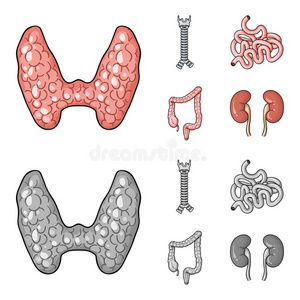 甲状腺腺,脊柱,小的肠,大大地肠.人或