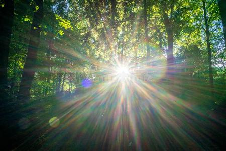 太阳的闪耀在之间树采用最高没射中,森林采用指已提到的人海牙