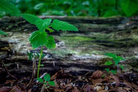 一绿色的抽样采用前面关于一记录关于木材采用H一一gse没射中,森林