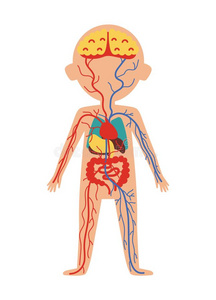男孩身体结构分布图图片