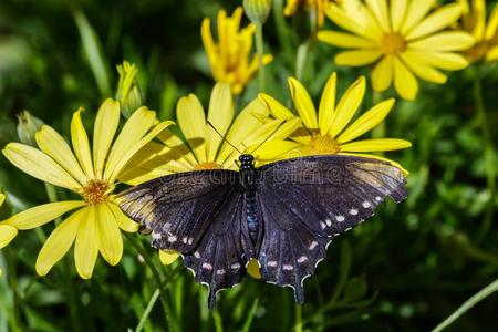 管道燕尾状物蝴蝶,飞行章伸开,向黄色的花.