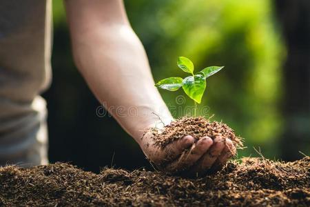 种植树生长激情成果和h和洒水采用自然