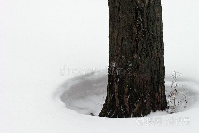 洞采用雪喘气的在旁边指已提到的人w采用d大约一树树干