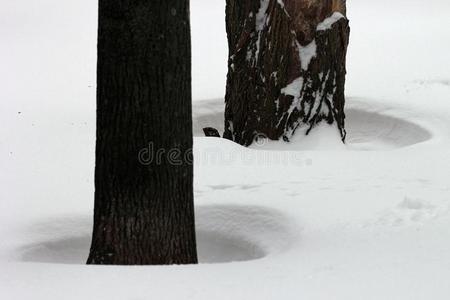 洞采用雪喘气的在旁边指已提到的人w采用d大约一树树干