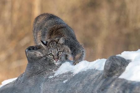 美洲野猫猞猁鲁弗斯擦脸颊向记录