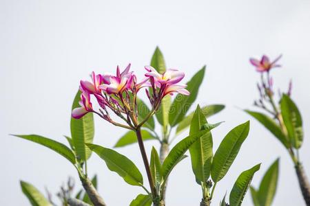 唇舌的古拉钦大家知道的同样地唇舌的猫果拉普.植物学的名字梅花RussianFederation俄罗斯联邦