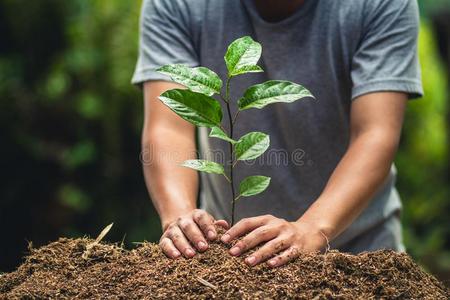 种植激情成果,植物一树采用n一ture