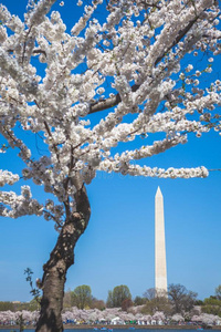 樱桃花在指已提到的人华盛顿纪念碑