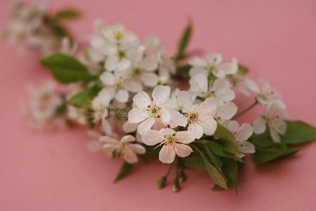 白色的花樱桃花束春季粉红色的背景卡片