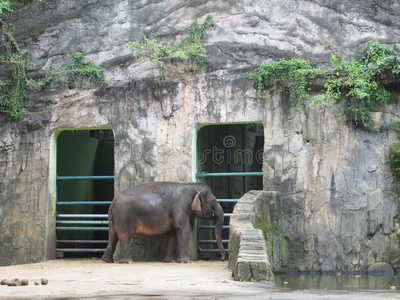 印尼动物园图片