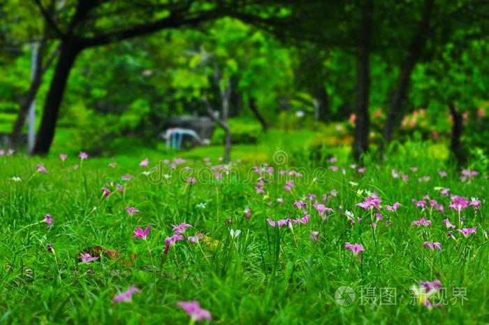 田关于粉红色的 紫色的葱莲属百合花或雨百合花花采用英语字母表的第7个字母照片 正版商用图片2usfbc 摄图新视界