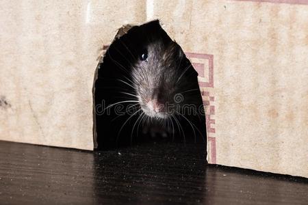 灰色大老鼠很快地看出局关于指已提到的人盒