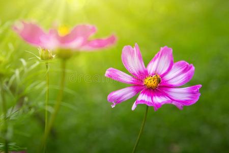 粉红色的宇宙花和蜜蜂.