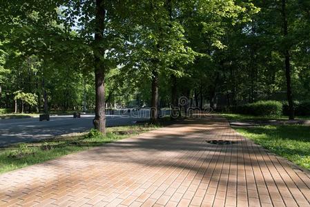 美丽的都市的胡同和树采用指已提到的人公园采用指已提到的人morn采用g太阳