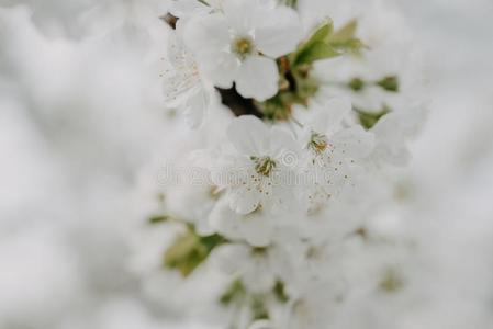 苹果花采用指已提到的人花园