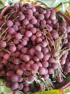 荔枝肉图片-荔枝肉素材-荔枝肉插画-摄图新视界