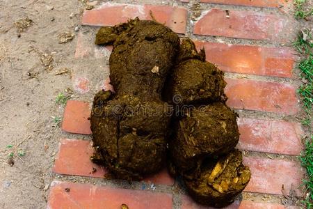 三指缓步动物指已提到的人象动物的粪便是(be的三单形式冷淡的和新鲜