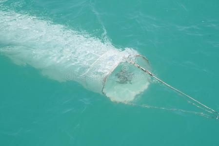 浮游生物抽样收集为浮游生物采用水