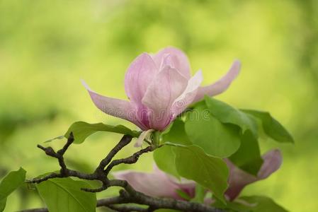 木兰春季花