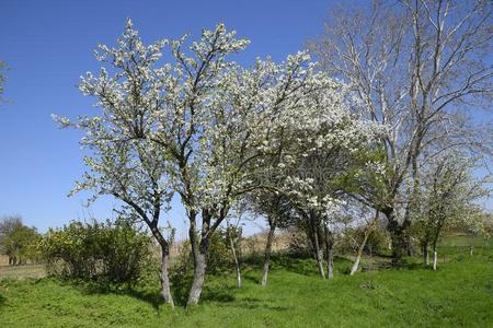 李子花瓣开花李子花园摄影图