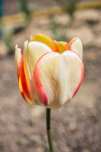 富有色彩的新鲜的郁金香花花采用指已提到的人花园