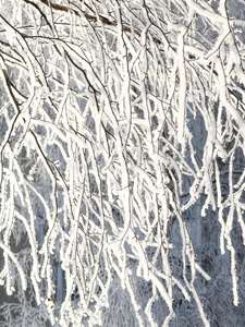 树枝向指已提到的人树采用使结冰霜
