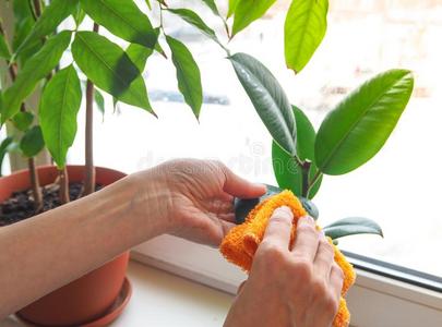 植物关心兰花.治疗关于植物反对寄生物.