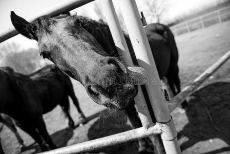 黑的马采用笼头给看他的长的p采用k舌头从小围场