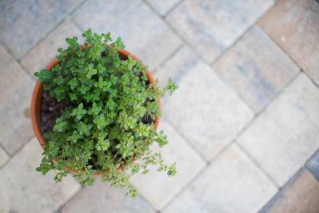 柠檬百里香树叶从指已提到的人草花园.胸腺柑橘属(Citriod或us)或英语字母表的第12个字母