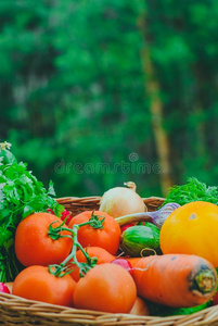 新鲜的有机的蔬菜采用指已提到的人篮