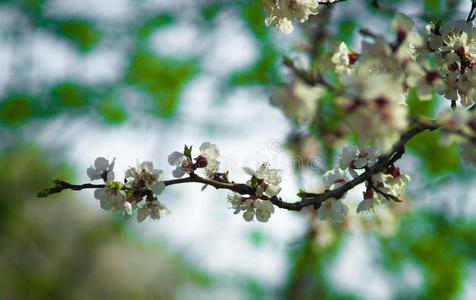 花春季苹果树树枝