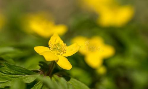 特写镜头关于黄色的银莲花森林花