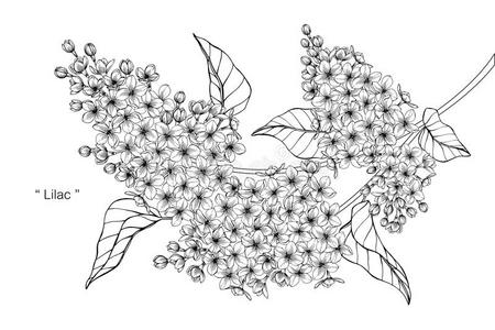 丁香花属花绘画说明.黑的和白色的和线条艺术