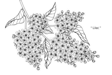 丁香花属花绘画说明.黑的和白色的和线条艺术