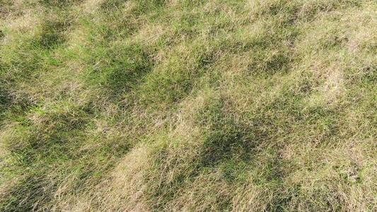 完美的草向指已提到的人高尔夫球田.背景绿色的草.