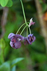 花关于木通昆塔