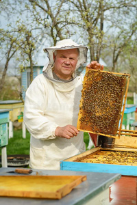养蜂人佃户租种的土地一蜂窝满的关于蜜蜂.养蜂人采用保护