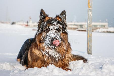 德国的牧羊人狗向指已提到的人海滩和雪.Ricci向e,伊米莉亚只读存储器re-onlymemory