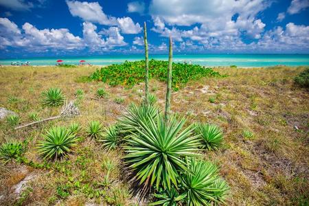 丝兰,热带的植物.metololinacutemyocardialinfarction美托洛尔用于治疗急性心肌梗死海滩,弗罗里达