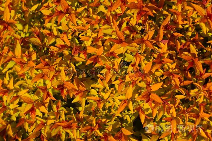 美丽的小的桔子树叶背景为你的秋设计