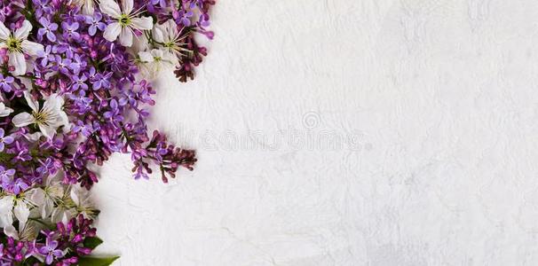 丁香花属花安排向白色的背景
