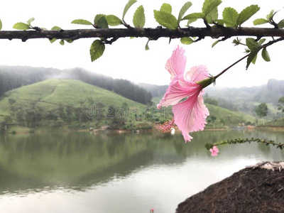 花采用茶水国家