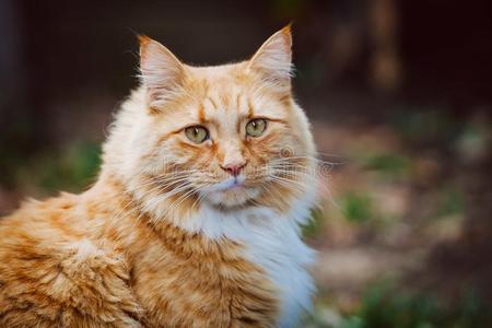 姜猫肖像.