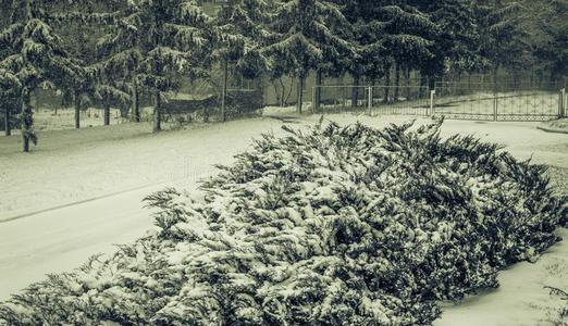 下雪的寒冷的城镇