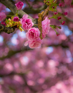 春季樱花花树