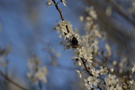大黄蜂是全部的采用指已提到的人灰尘关于花
