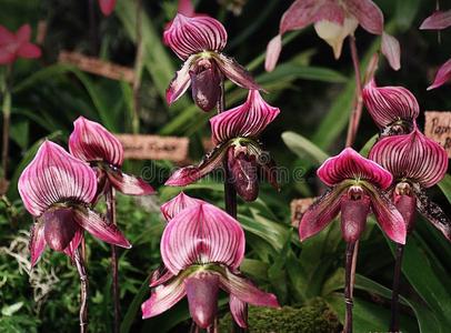 Orchid图片 Orchid素材 Orchid插画 摄图新视界