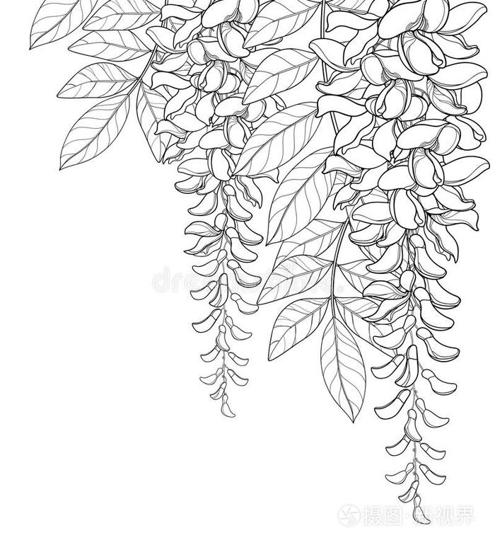 矢量角落花束关于梗概柴藤或紫藤花圆形的小面包或点心插画 正版商用图片2uxhnr 摄图新视界