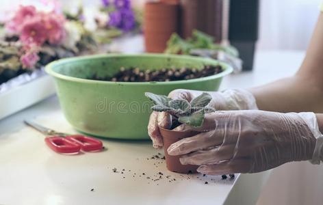 花商移植小的紫罗兰.生长的紫罗兰-怎样向种植intransitiveverb不及物动词