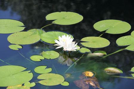 水百合花盛开的